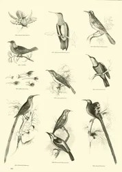 Page du Musée Pictural de la Nature Animée