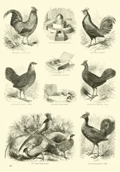 Page du Musée Pictural de la Nature Animée