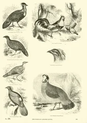 Page du Musée Pictural de la Nature Animée