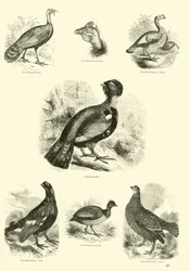 Page du Musée Pictural de la Nature Animée