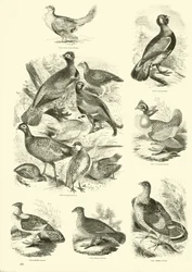 Page du Musée Pictural de la Nature Animée