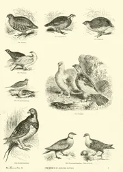 Page du Musée Pictural de la Nature Animée