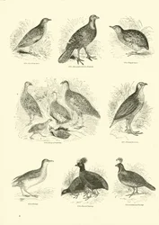 Page du Musée Pictural de la Nature Animée