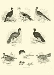 Page du Musée Pictural de la Nature Animée
