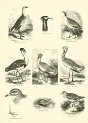 Page du Musée Pictural de la Nature Animée