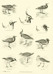 Page du Musée Pictural de la Nature Animée