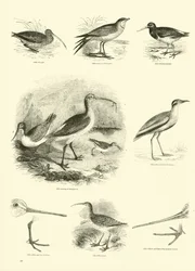 Page du Musée Pictural de la Nature Animée