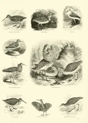 Page du Musée Pictural de la Nature Animée
