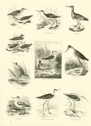 Page du Musée Pictural de la Nature Animée