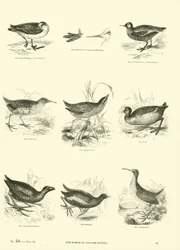Page du Musée Pictural de la Nature Animée