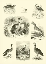 Page du Musée Pictural de la Nature Animée