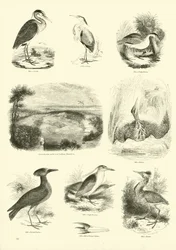 Page du Musée Pictural de la Nature Animée