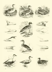Page du Musée Pictural de la Nature Animée