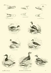 Page du Musée Pictural de la Nature Animée