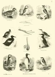 Page du Musée Pictural de la Nature Animée
