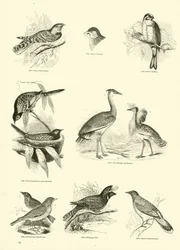 Page du Musée Pictural de la Nature Animée