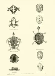 Page du Musée Pictural de la Nature Animée