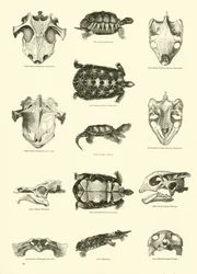 Page du Musée Pictural de la Nature Animée