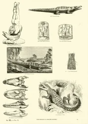 Page du Musée Pictural de la Nature Animée