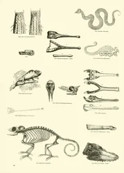Page du Musée Pictural de la Nature Animée