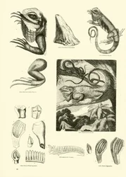 Page du Musée Pictural de la Nature Animée