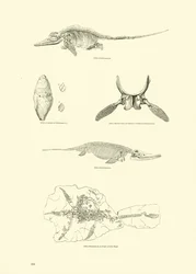 Page du Musée Pictural de la Nature Animée