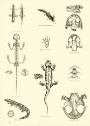 Page du Musée Pictural de la Nature Animée