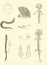 Page du Musée Pictural de la Nature Animée
