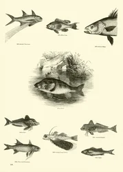 Page du Musée Pictural de la Nature Animée