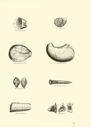Page du Musée Pictural de la Nature Animée