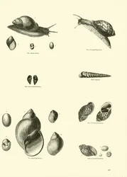Page du Musée Pictural de la Nature Animée