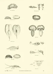Page du Musée Pictural de la Nature Animée