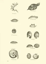Page du Musée Pictural de la Nature Animée
