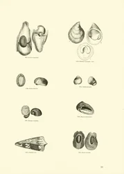 Page du Musée Pictural de la Nature Animée