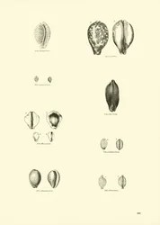 Page du Musée Pictural de la Nature Animée