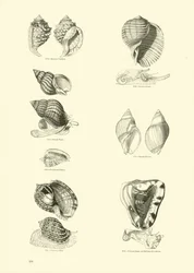 Page du Musée Pictural de la Nature Animée