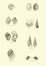 Page du Musée Pictural de la Nature Animée