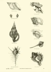 Page du Musée Pictural de la Nature Animée