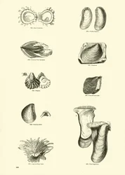 Page du Musée Pictural de la Nature Animée