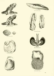 Page du Musée Pictural de la Nature Animée
