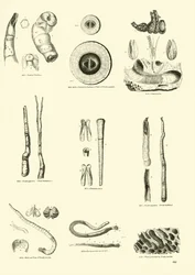 Page du Musée Pictural de la Nature Animée