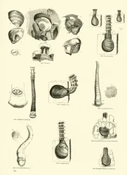 Page du Musée Pictural de la Nature Animée