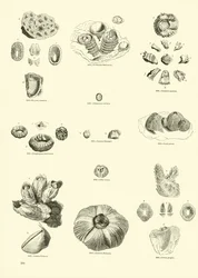 Page du Musée Pictural de la Nature Animée