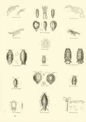 Page du Musée Pictural de la Nature Animée