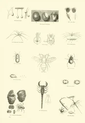 Page du Musée Pictural de la Nature Animée