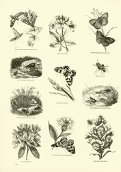 Page du Musée Pictural de la Nature Animée