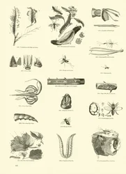 Page du Musée Pictural de la Nature Animée