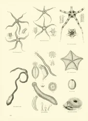 Page du Musée Pictural de la Nature Animée