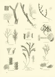 Page du Musée Pictural de la Nature Animée