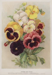 Pensées et violas